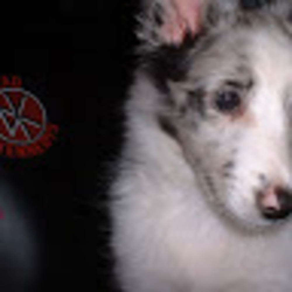Meet your Posher, Tess